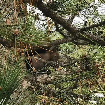 Papillon 2 דירה זלאטיבור