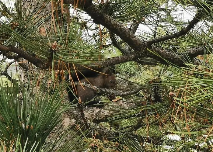 Papillon 2 Apartamento Zlatibor